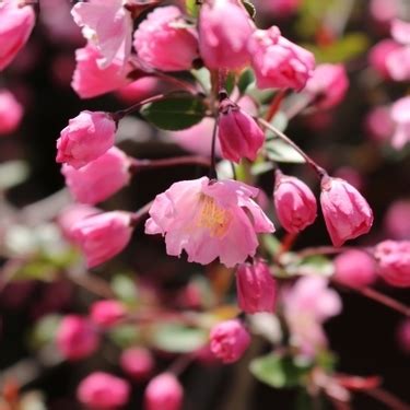 海棠開花|海棠（カイドウ）ってどんな植物？桜との違いや庭木としての育。